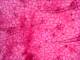 3056-8-geranium-leaf-epidermis.jpg